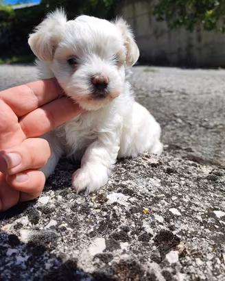 Maltese coreano toy