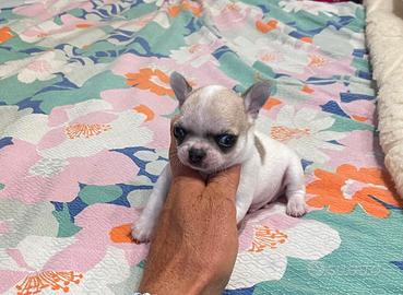 Chihuahua maschietto con pedigree