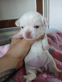 Cucciola Femmina Chihuahua bianco