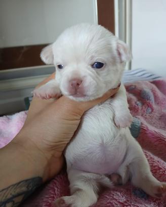 Cucciola Femmina Chihuahua bianco