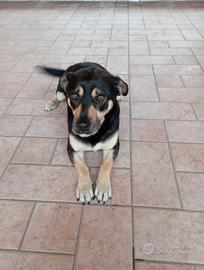 Cucciolo giocherellone molto bello