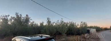 La bianca piccolo oliveto