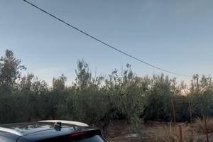 La bianca piccolo oliveto