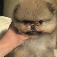 Spitz di Pomerania maschio