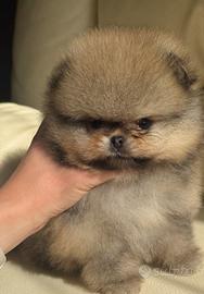 Spitz di Pomerania maschio