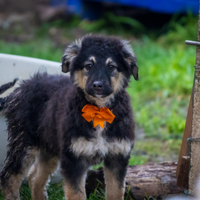 Cuccioli pastore tedesco