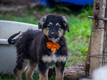Cuccioli pastore tedesco