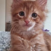 Maine Coon cucciolo
