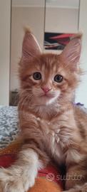 Maine Coon cucciolo