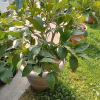 piante di limoni varie misure