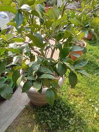 piante di limoni varie misure