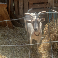 Capra giovane di 4 anni