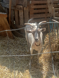 Capra giovane di 4 anni