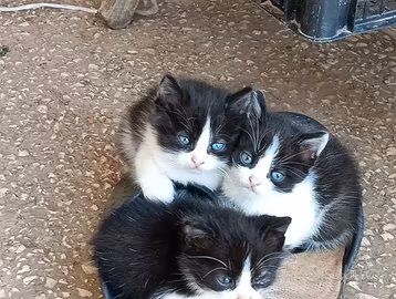 Cuccioli gatto incrocio scottish persiano