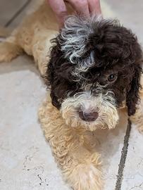 Lagotto cucciola femmina