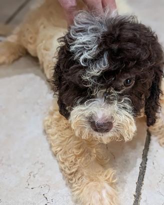 Lagotto cucciola femmina