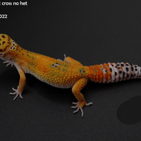 Geco Leopardino femmina