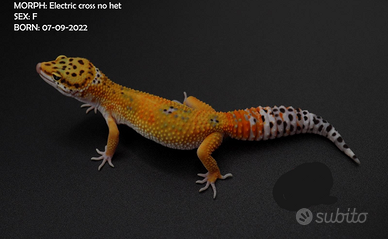 Geco Leopardino femmina Electric Cross