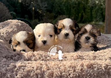Maltipoo Barboncino Lhasa Apso - Tre Quarti di Lun