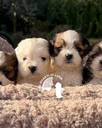 Maltipoo Barboncino Lhasa Apso - Tre Quarti di Lun