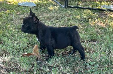 Bulldog francese