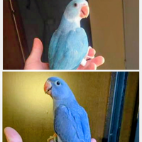 PAROCCHETTI collare allevati bene a mano parlano