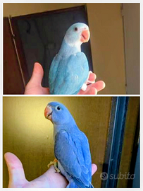 PAROCCHETTI collare allevati bene a mano parlano