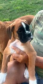 Cuccioli di Boxer