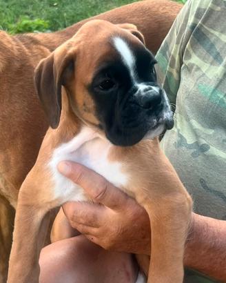 Cuccioli di Boxer