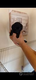 Barboncino mini toy blach