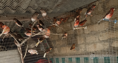 Arl. portoghese femmine