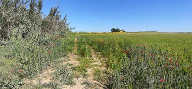 Terreno - Noto