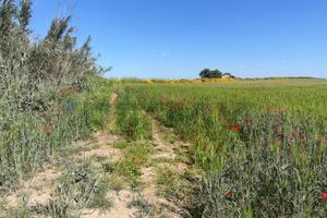 Terreno - Noto