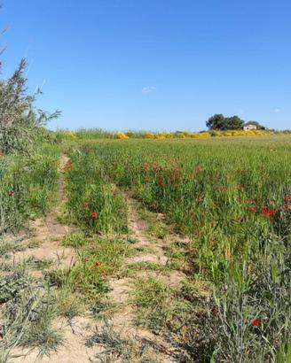 Terreno - Noto
