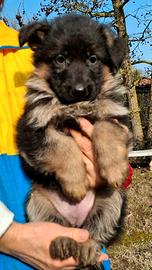 Pastore tedesco cuccioli