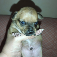 Maschietto chihuahua