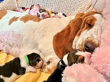 Basset Hound Pedegree Enci