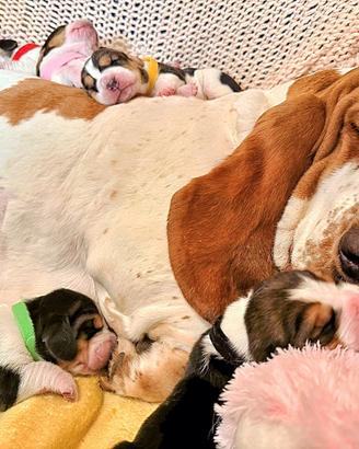 Basset Hound Pedegree Enci