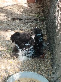 Gallinelle ornamentali
