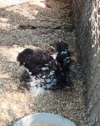 Gallinelle ornamentali