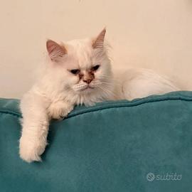 Rehoming gatte