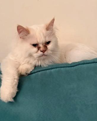 Rehoming gatte