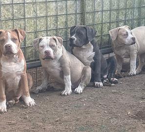 American bully cuccioli XL