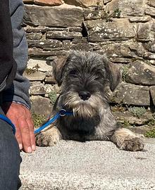 Ultime due Cucciole Schnauzer Medi Sale e Pepe