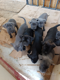 Cuccioli cane corso