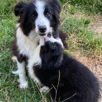 Border collie femmina e maschio cuccioli Golden