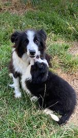 Border collie femmina e maschio cuccioli Golden