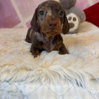 Bassotto tedesco nano kaninchen a pelo corto Enci