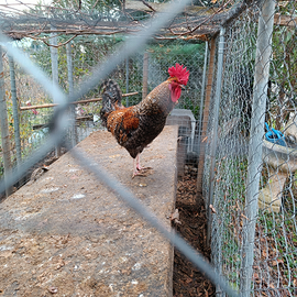 Gallo per pollaio