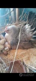 Galline nane